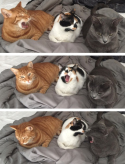 indigo–aura:  tastefullyoffensive:  Yawns are contagious. (via hopehelvete)   one by one… they scream