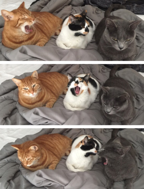 tastefullyoffensive:Yawns are contagious. (via hopehelvete)