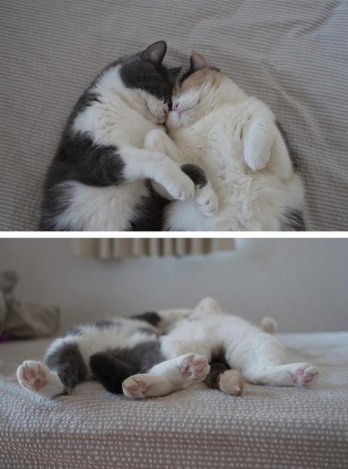 back2good76: de-lila-a-medio-dia: ♥ More cats in love. ♥ True love… purrrs!!!!