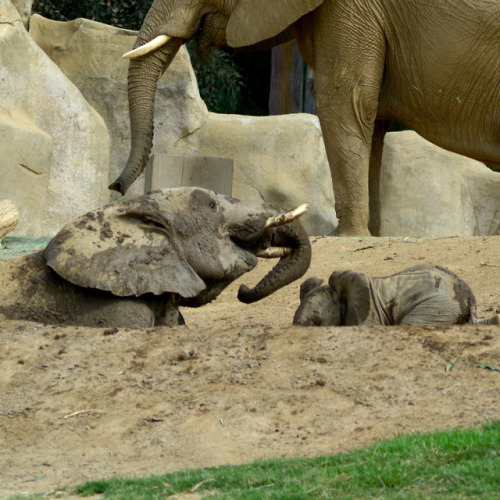 Zuli slowly descends into the mud pit