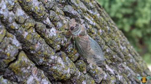 Dog-Day Cicada - Neotibicen canicularisWell, I hinted at this in a very important earlier post that 