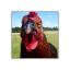 angrychicken2135