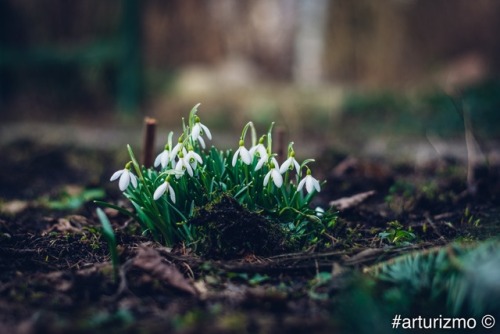 arturizmo:Snowdrops and cats