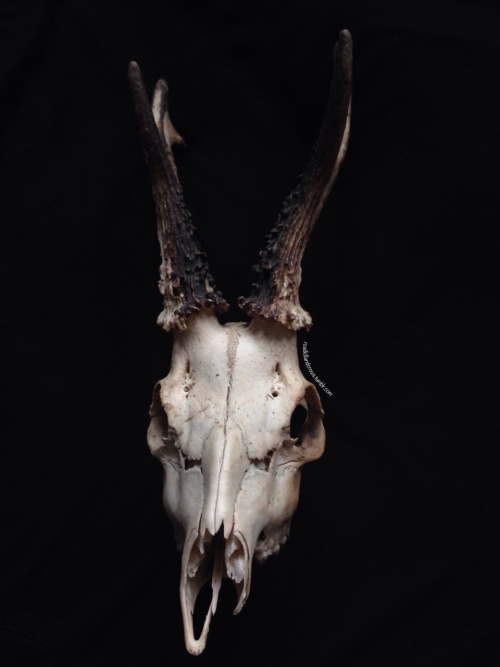 roadkillandcrows:Some of my skulls.