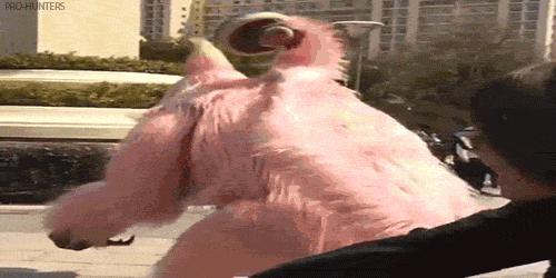 tumblr_nu4mcihwCZ1r0sqjpo2_500.gif
