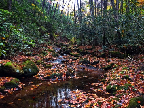 Little Stoney Creek |Secluded Streams