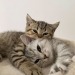 kittens-jpg:source