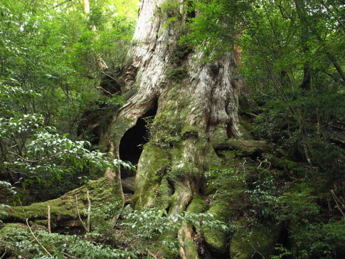 shinjjuku:Yakushima-縄文杉 by merec0