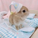 bunny--kisses avatar