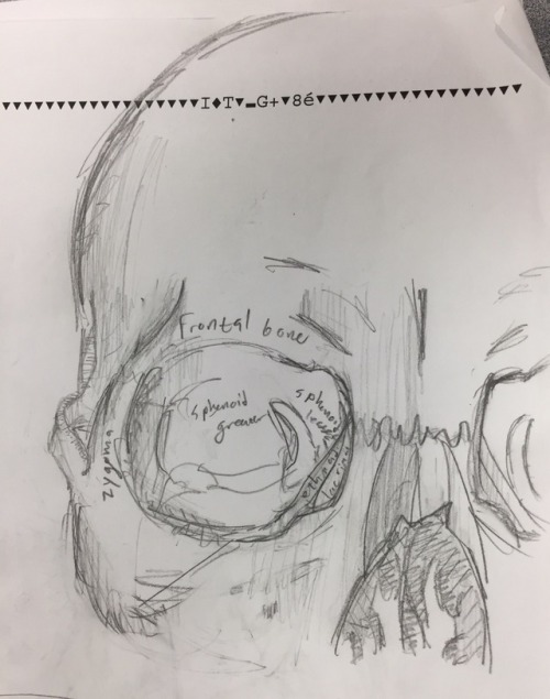 Eye/orbit Studies.