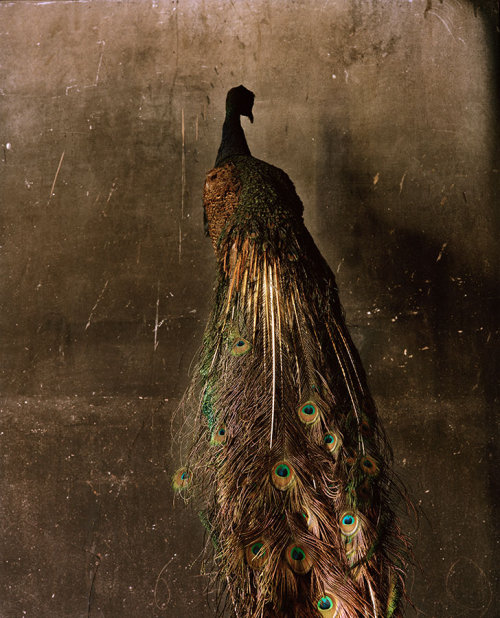 thegreenwolf: “The Immortals.” Photo series by Marc Dantan of the aftermath of a fire at
