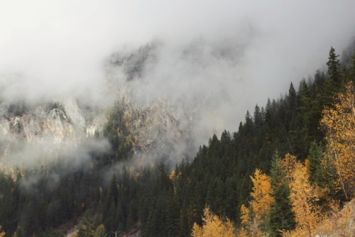 matchbox-mouse:Foggy day in the mountains.Alberta, Canada.