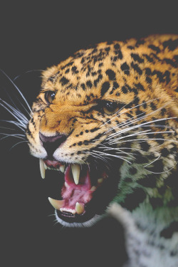 sbln:  Angry Leopard | Source