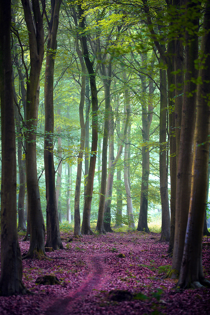 A Nature Blog