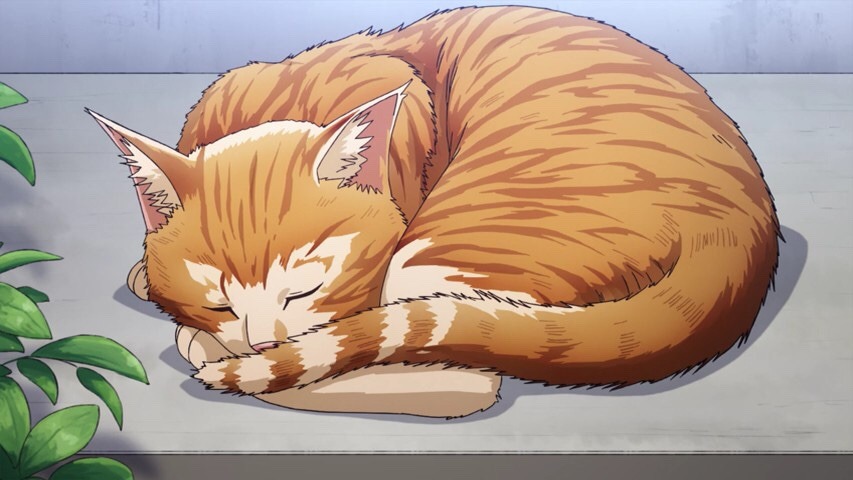 Anime Cat of the Day 🐾 — Today's anime cat of the day is: This ginger kitty ...