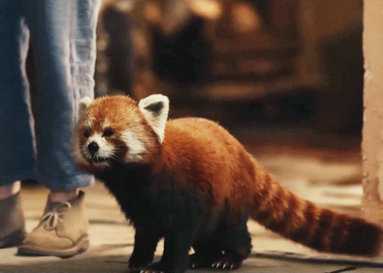 History Will Remember Us The Glorious Return Of Pan As A Red Panda