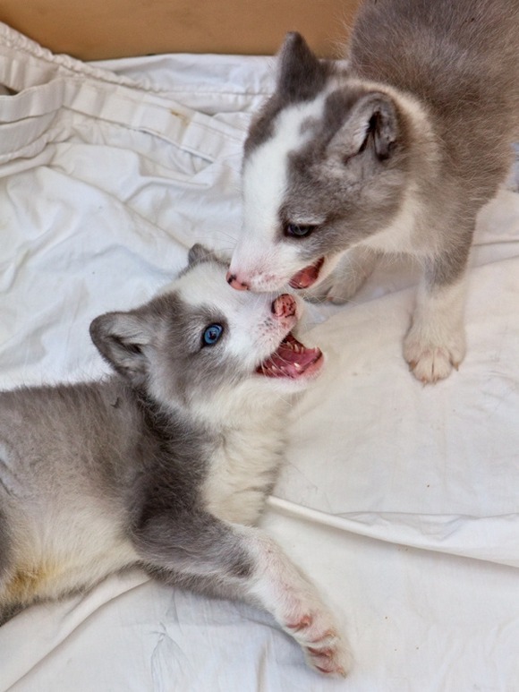 thepinkqueen:  Cute Arctic Fox Pups The arctic fox, also known as the white fox,