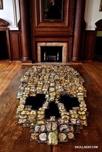 Skull made with 375 slices of real human brains at Philadelphia’s Mütter Museum, created by Skull-A-Day artist Noah Scalin. 