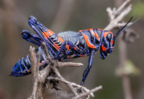 onenicebugperday:Rainbow grasshopper aka painted grasshopper aka barber pole grasshopper, Dactylotum