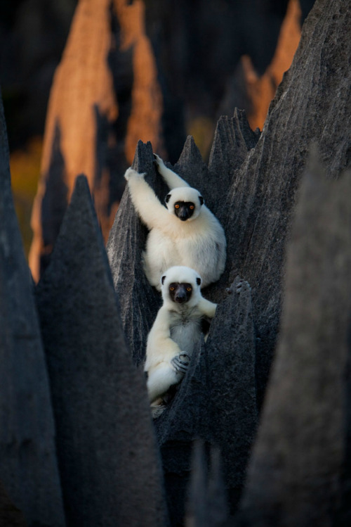 nubbsgalore:  tsingy de bemaraha national park, a unesco world heritage site in western madagascar, is home to lemurs who, with thick pads on their hands and feet, navigate this six hundred square kilometer labyrinth of three hundred foot tall razor sharp