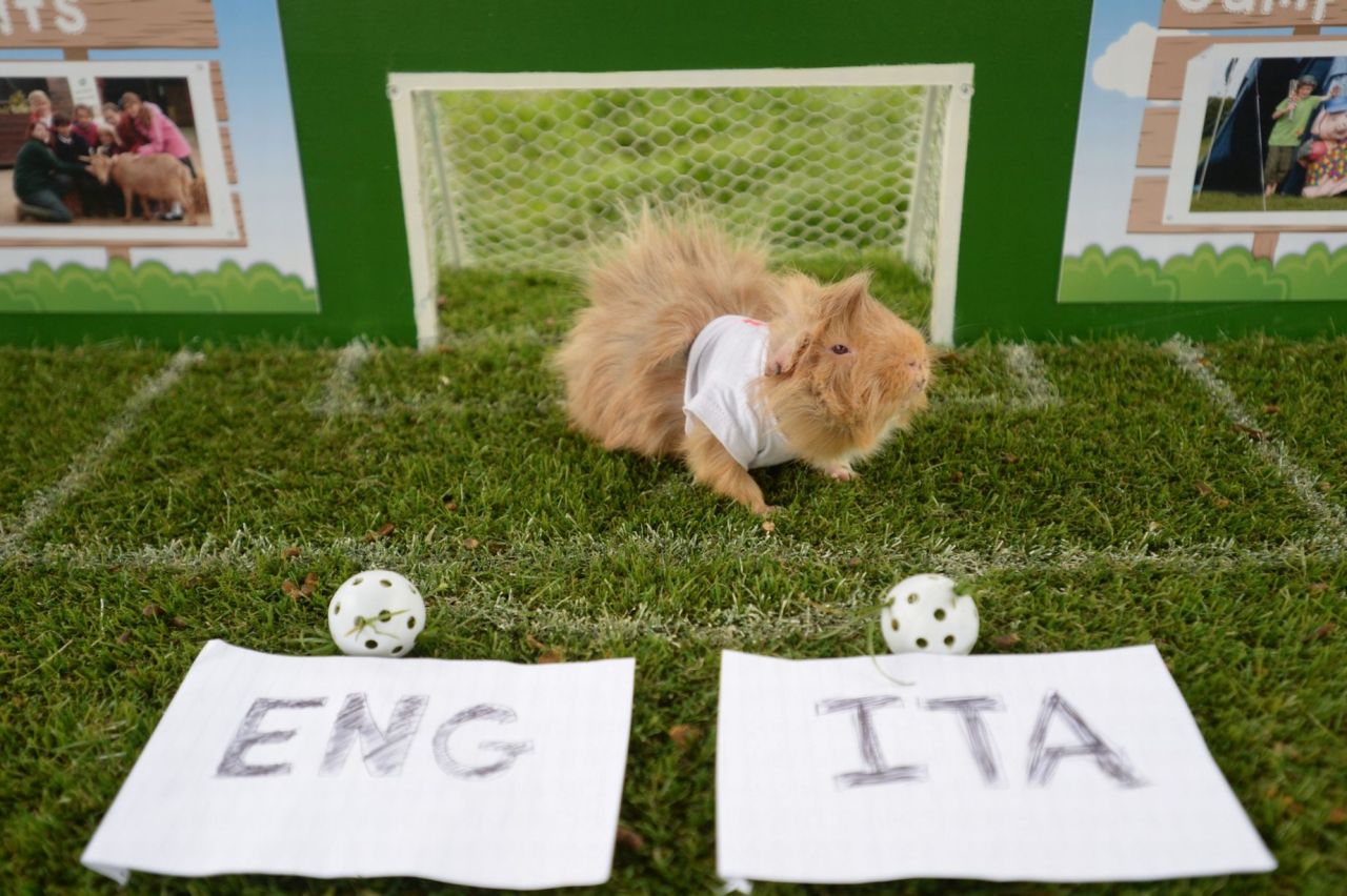 guineapiggies:  (via Birmingham Mail)