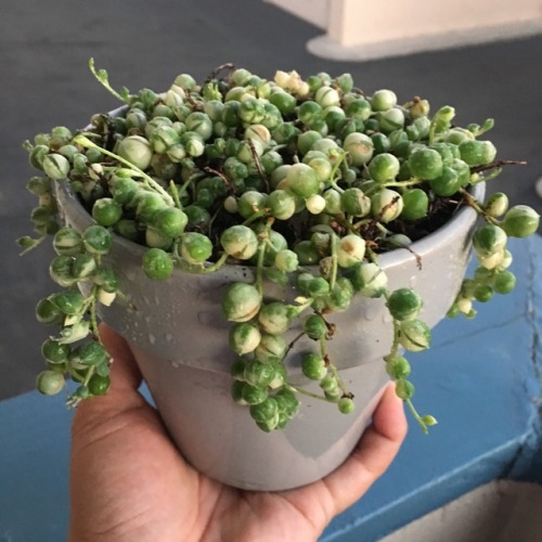 Finally got my varie pearls planted up!