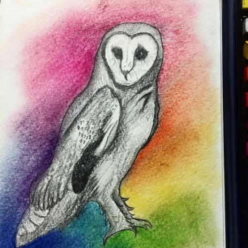 chalk pastel owl drawing