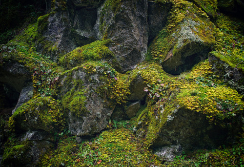 Along the road outside Rainier National Park by craiglkirk on Flickr.