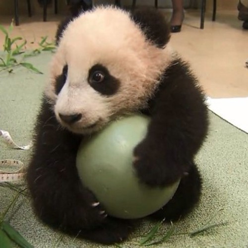 Mineeee… #panda #cute #instagood #likeforlike #pandabear #asians #likes #funny #pandas #pandaexpress #instapandacool #bestoftheday follow for more awesome posts  Bonafidepanda.com