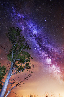 etherealvistas:  Milky Tree by Sebdows Photography ||