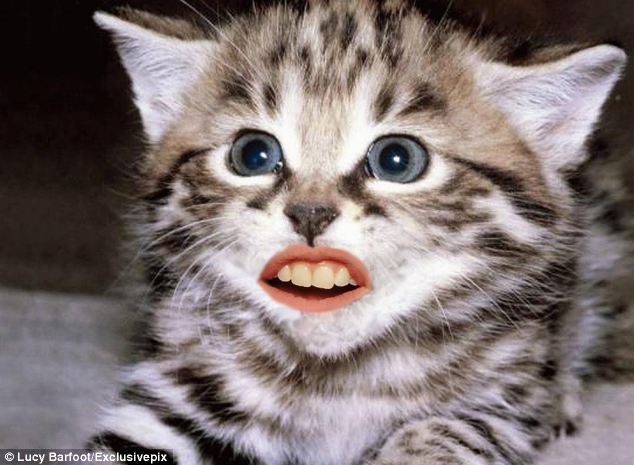 tealeavesanddelirium:  OMG I just looked up animals with human teeth on google and