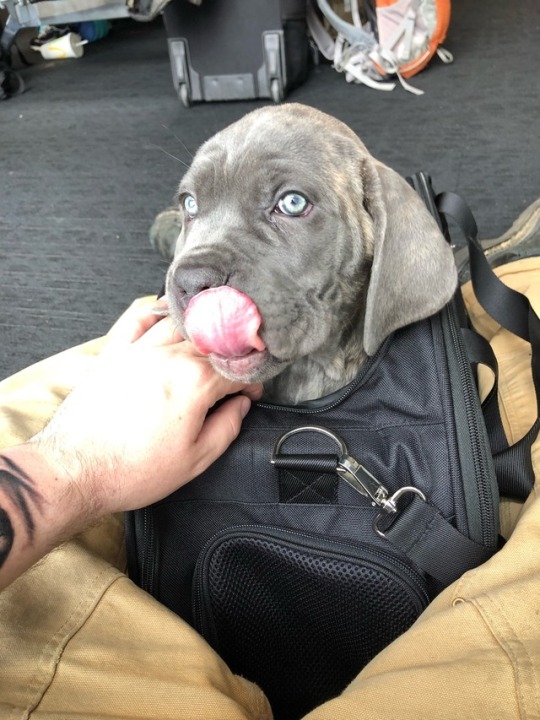 Wheels rolling and I’m NYC bound with little Bella! A very excited buyer and family waiting for this little bundle of love and I can’t blame them ❤️