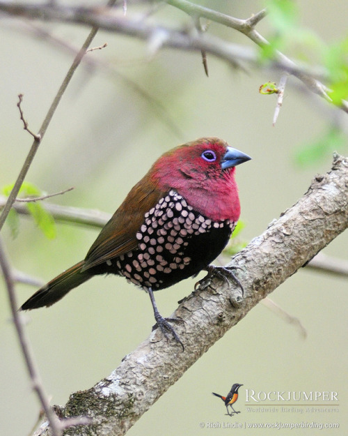 rockjumperbirdingtours:Photo of the Day – The Pink-throated Twinspot (Hypargos margaritatus) is one 