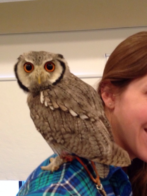 fat-birds:  zakuromochi:  The other day, my friend and I went to the owl cafe in Osaka, called Owl F