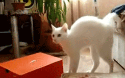 khabi-khushi-khabie-gham:  Here is gif collection of cats being cats