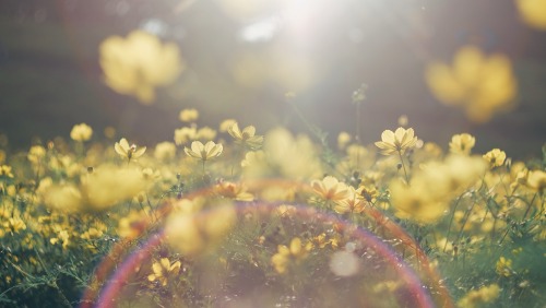 The Brilliance Of Golden Cosmos