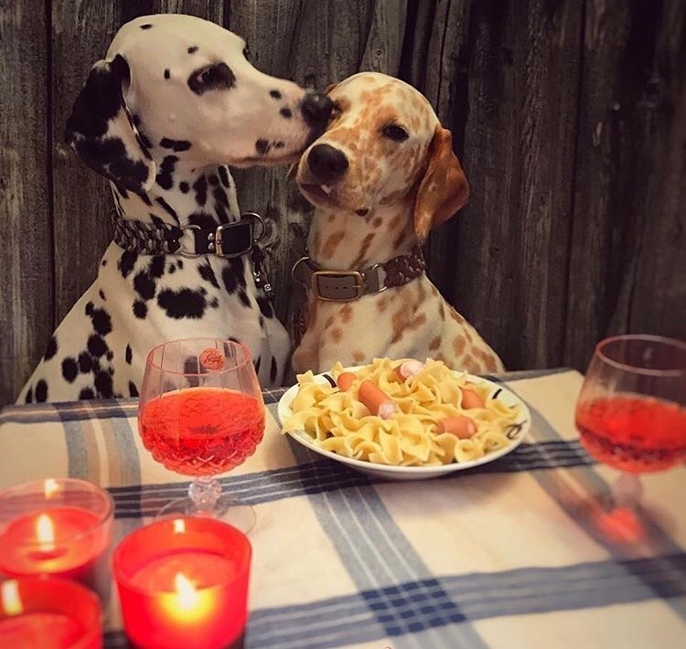 friendly-animals:  (Source)  @slothman-1 and slothgirl6 in Dalmatian form ♥️💖💗💜