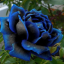 blurosesketch