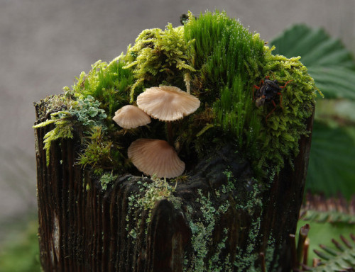 This rainy-day fencepost has something for pretty much everybody. #FencepostOfTheWeek