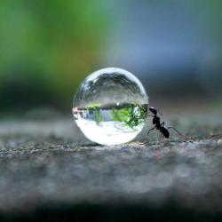 gretlvodkapizza:  Ant pushing a water droplet. Photo by Rakesh Rocky.