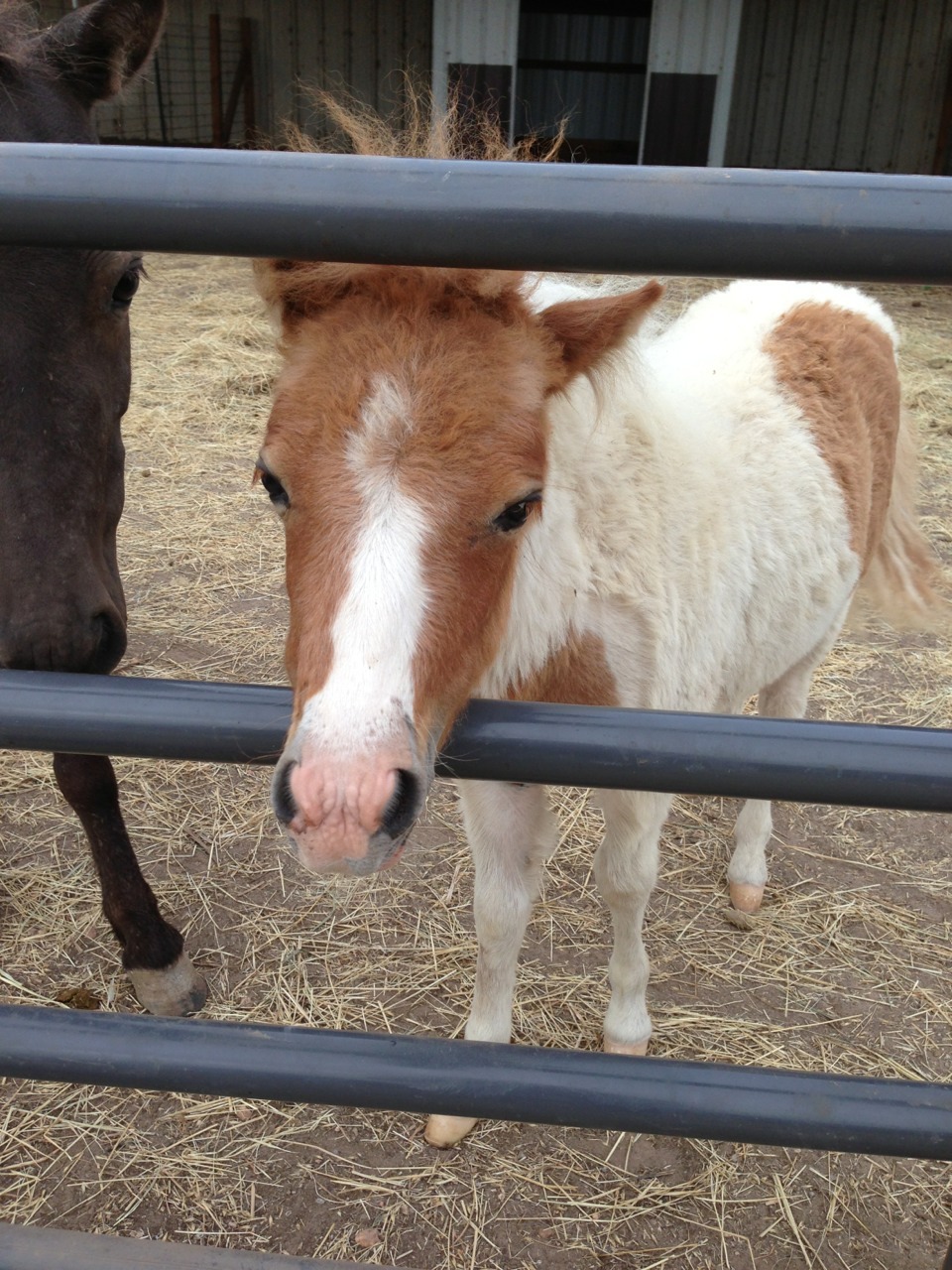 showgirlglitz:  Look at the baby mini at my barn!!!!