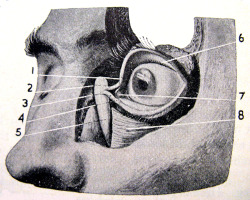 sutured-infection: Lacrimal apparatus Richards Topical Encyclopedia, 1962 