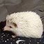 randomhedgehog