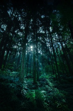 lmmortalgod:  Forest by Ryan