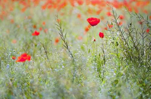 The Meadow by Jacky Parker Floral Art on Flickr.