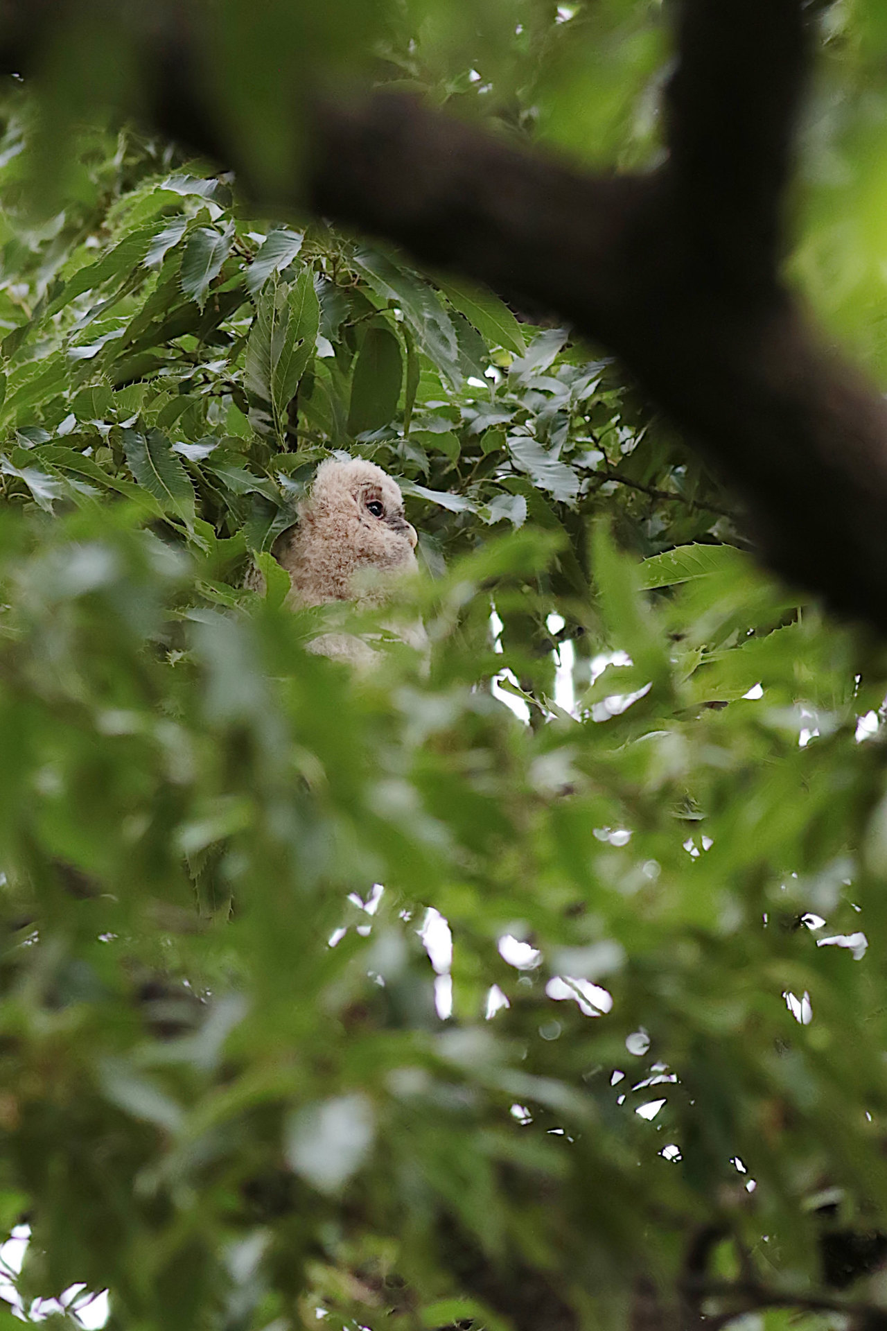 Sugiichi Bird Cage Strix Uralensis フクロウ Ural Owl Sugiichi Bird Cage Strix Uralensis フクロウ Ural Owl