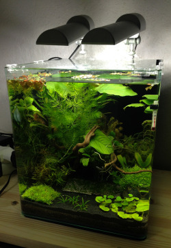 Sadiie:  Tank Update: (1) Future Betta Tank, Now Plant Only(2) Dallas Stars, Green