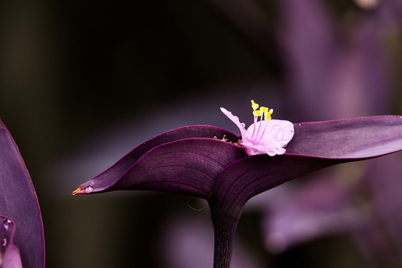 euph0r14:  World of purple | by marbee75 | http://ift.tt/1tJKpW4 