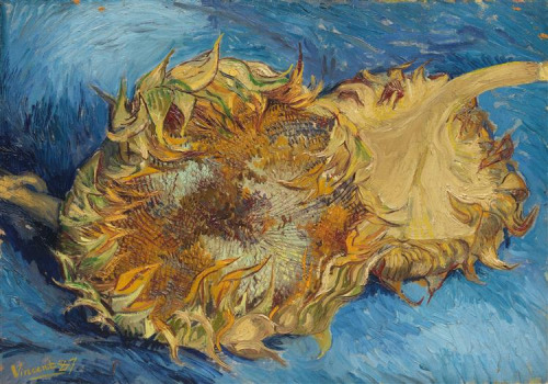 Oil painting “Still Life with Two Sunflowers” by Vincent van Gogh depicts the face of a sunflower head to the left of the back of a sunflower head, with its stem trailing off the frame on the right. The petals along the ray flowers seem dry and curled at the ends in pale oranges, browns, and greens, and the disc flowers inside the flowerhead, as well as the stem, are scratches of the same color palette. The background is a pale but vibrant blue that becomes darker in the shadows, and the entire painting is done in thick, short lines and strange angles that are keystones of post-impressionism.