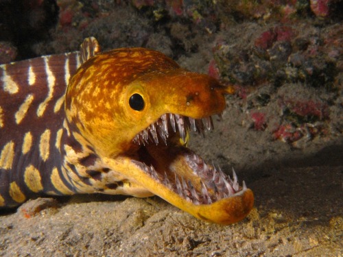 astronomy-to-zoology: Fangtooth Moray (Enchelycore anatina) also known as the Tiger Moray, the fangt